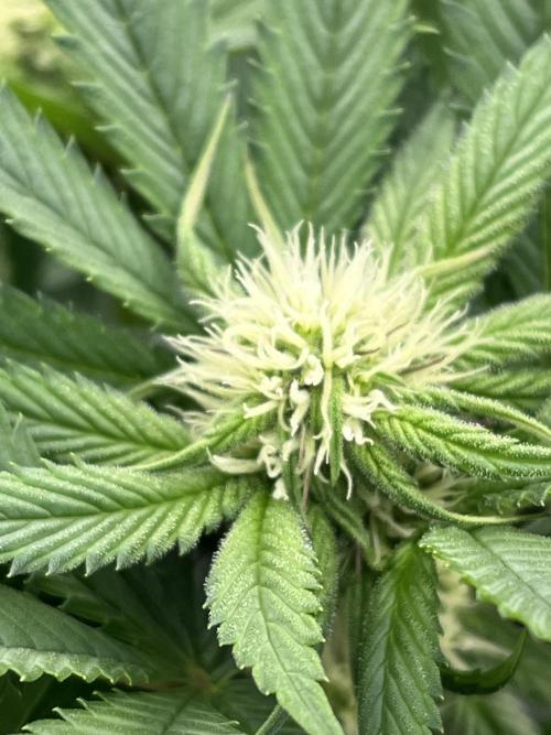 Scarlet Flame by WaffleTerps. Week 8