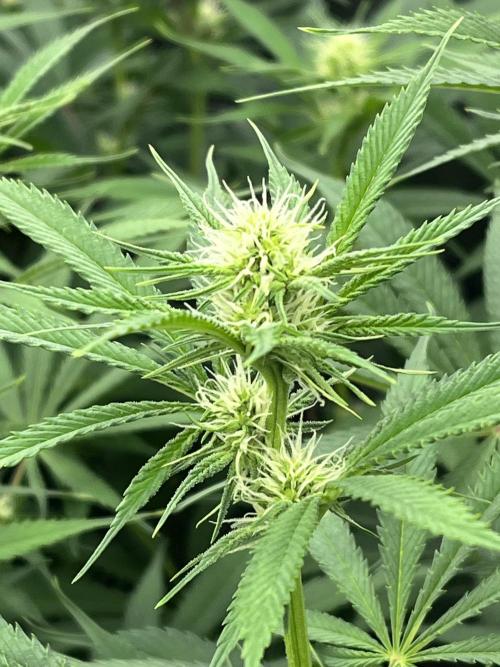 Scarlet Flame by WaffleTerps. Week 8