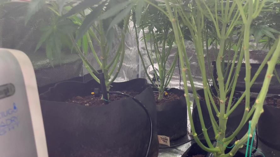 Scarlet Flame by WaffleTerps