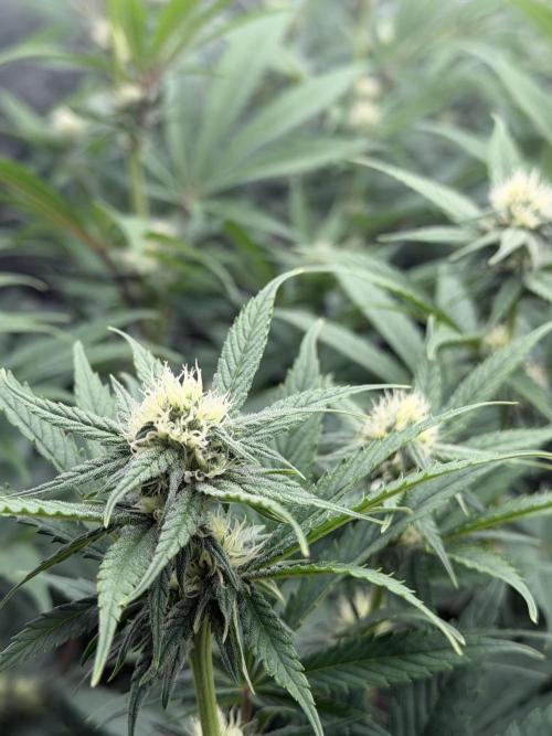 Scarlet Flame by WaffleTerps. Week 9