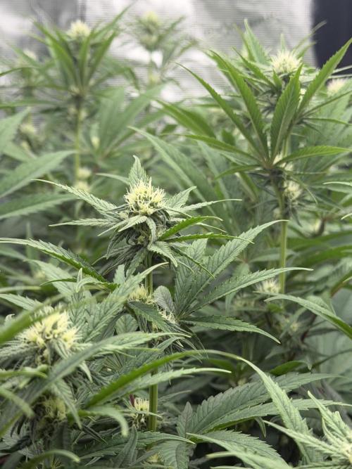 Scarlet Flame by WaffleTerps. Week 9