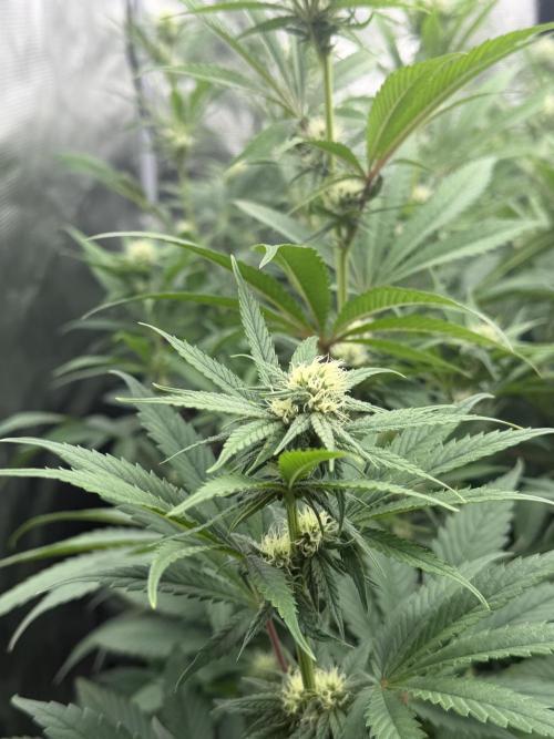 Scarlet Flame by WaffleTerps. Week 9