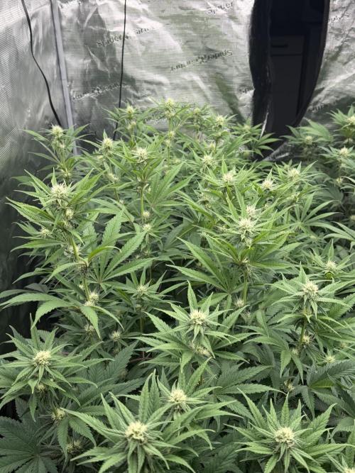 Scarlet Flame by WaffleTerps. Week 9