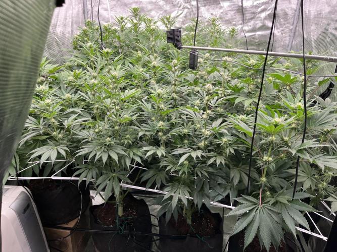 Scarlet Flame by WaffleTerps. Week 9