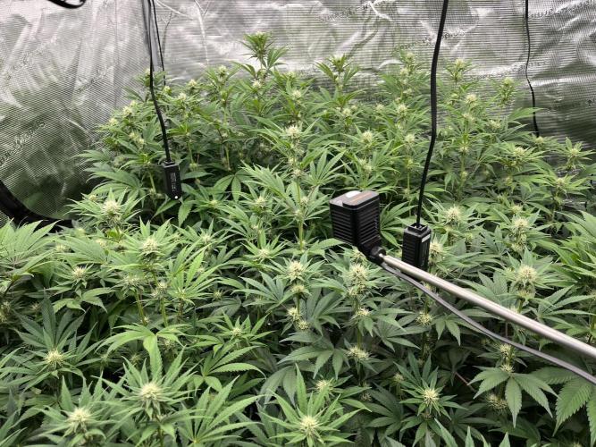 Scarlet Flame by WaffleTerps. Week 9