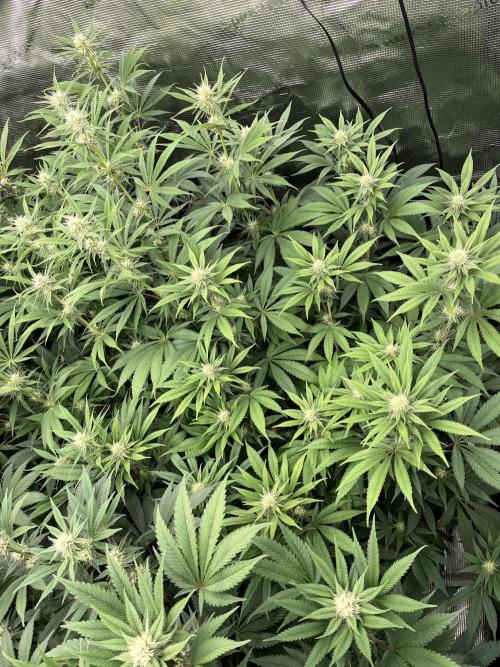 Scarlet Flame by WaffleTerps. Week 9