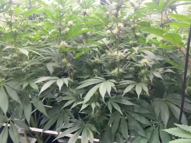 Scarlet Flame by WaffleTerps