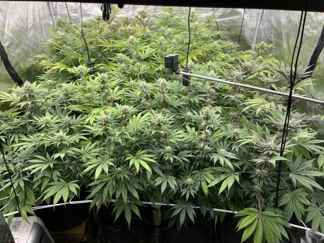 Scarlet Flame by WaffleTerps. Week 10