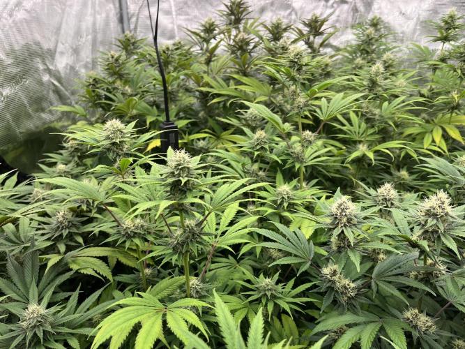 Scarlet Flame by WaffleTerps. Week 10