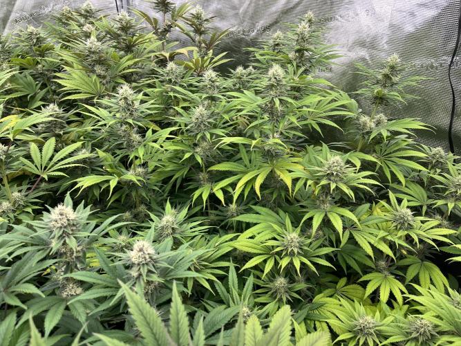 Scarlet Flame by WaffleTerps. Week 10