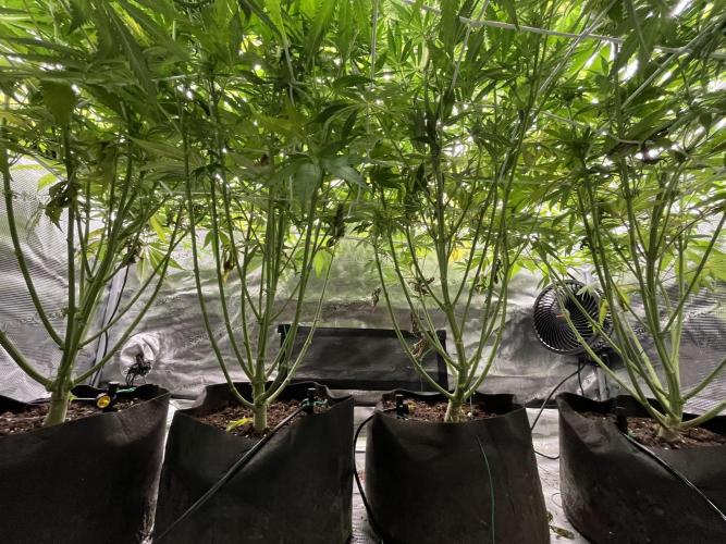 Scarlet Flame by WaffleTerps. Week 10