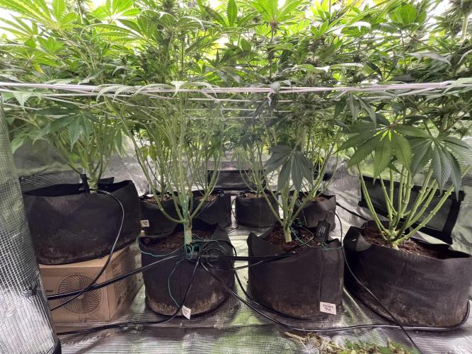 Scarlet Flame by WaffleTerps. Week 10