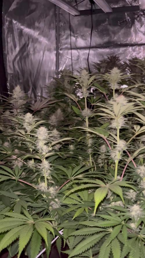 Scarlet Flame by WaffleTerps