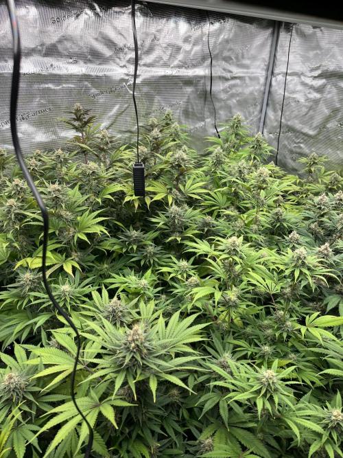 Scarlet Flame by WaffleTerps. Week 11