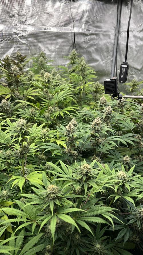 Scarlet Flame by WaffleTerps. Week 11