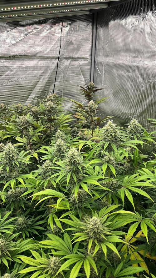 Scarlet Flame by WaffleTerps. Week 11