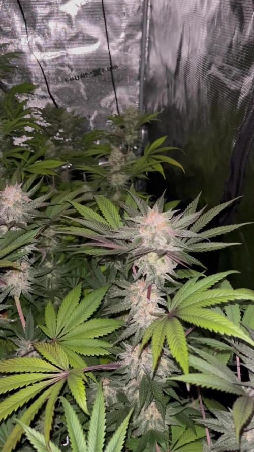 Scarlet Flame by WaffleTerps