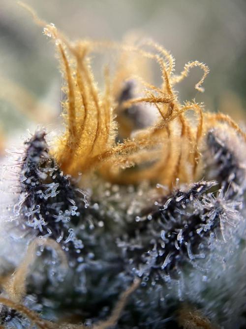 Scarlet Flame by WaffleTerps. Week 11