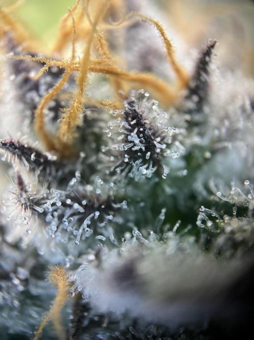 Scarlet Flame by WaffleTerps. Week 11