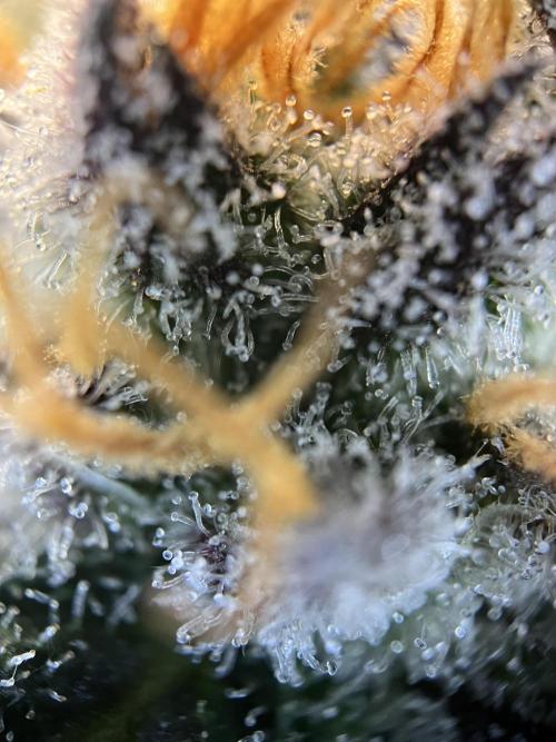 Scarlet Flame by WaffleTerps. Week 11