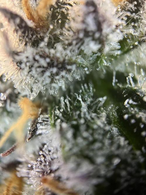 Scarlet Flame by WaffleTerps. Week 11