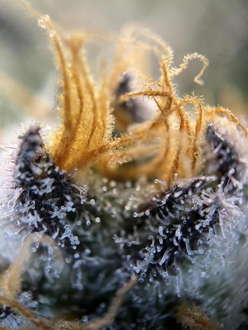 Scarlet Flame by WaffleTerps. Week 11