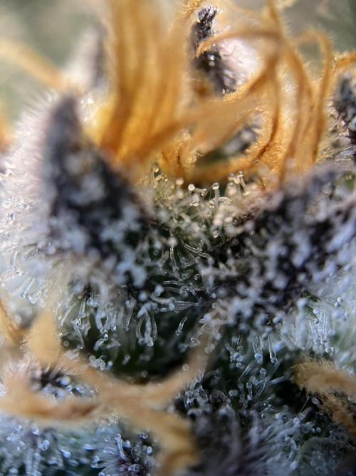 Scarlet Flame by WaffleTerps. Week 11