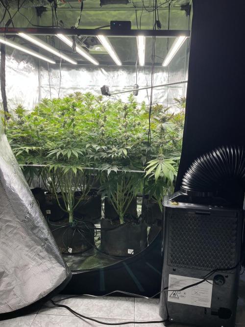 Scarlet Flame by WaffleTerps. Week 11