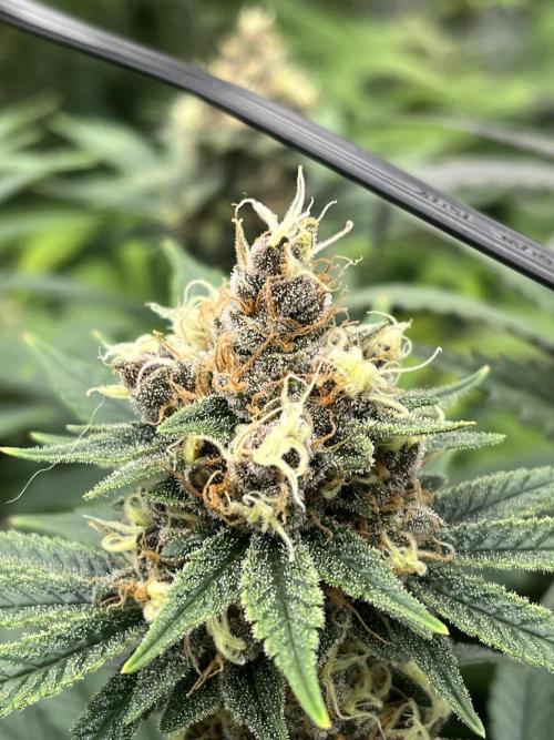 Scarlet Flame by WaffleTerps. Week 12