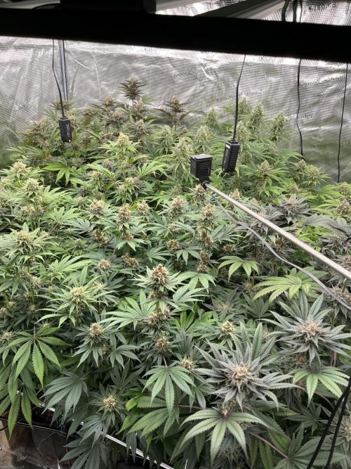 Scarlet Flame by WaffleTerps. Week 12