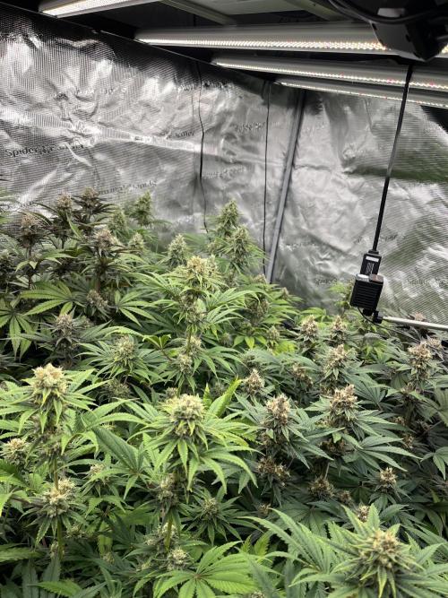 Scarlet Flame by WaffleTerps. Week 12