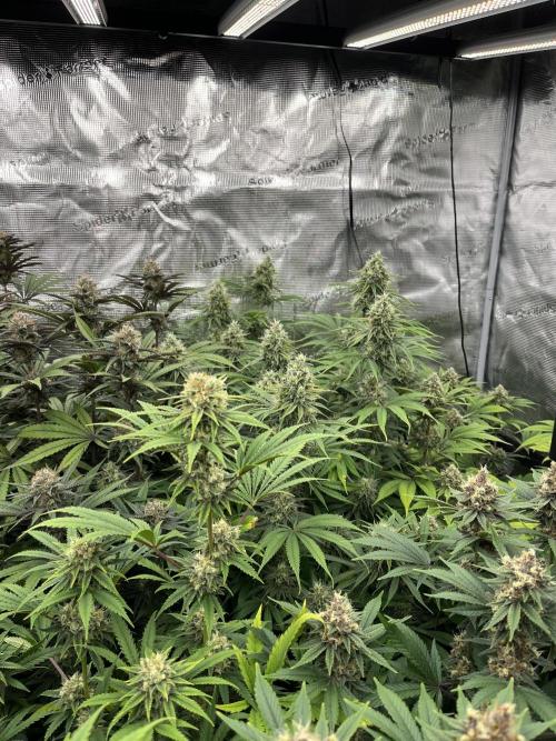 Scarlet Flame by WaffleTerps. Week 12