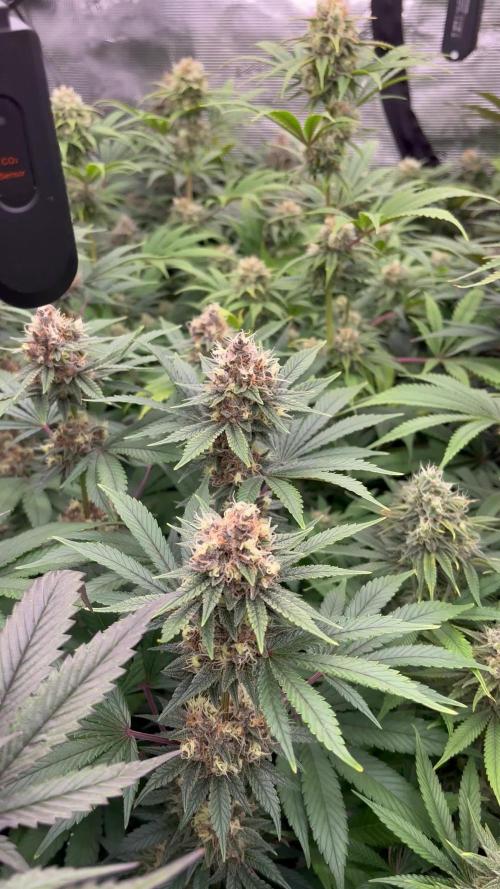 Scarlet Flame by WaffleTerps