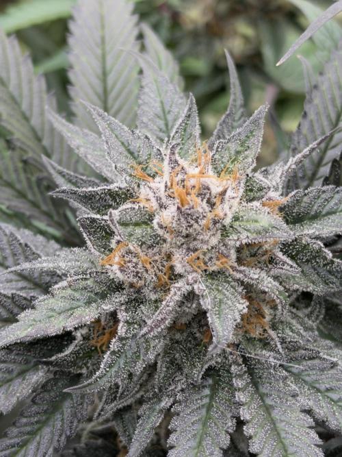 Scarlet Flame by WaffleTerps. Week 13