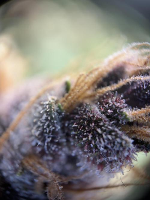 Scarlet Flame by WaffleTerps. Week 13