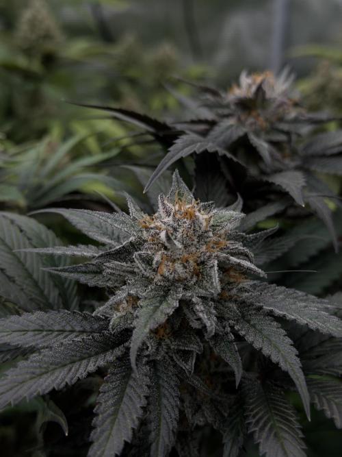 Scarlet Flame by WaffleTerps. Week 13