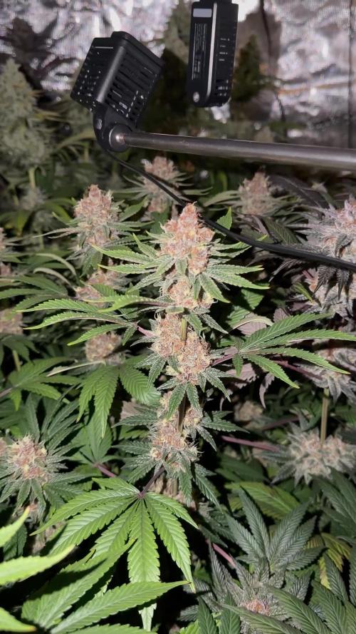 Scarlet Flame by WaffleTerps