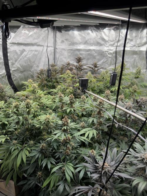 Scarlet Flame by WaffleTerps. Week 13