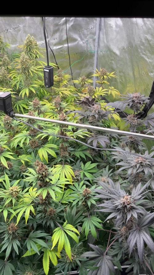 Scarlet Flame by WaffleTerps