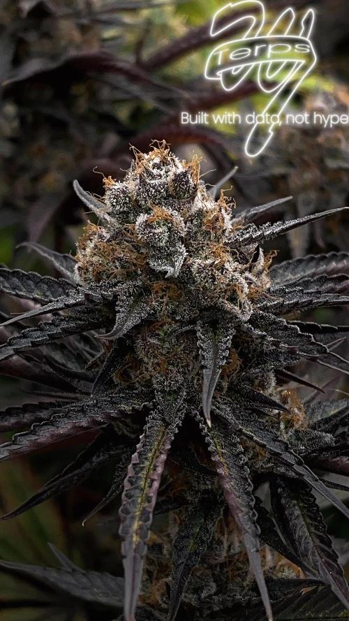 Scarlet Flame by WaffleTerps. Week 14