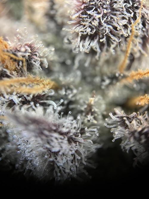 Scarlet Flame by WaffleTerps. Week 14