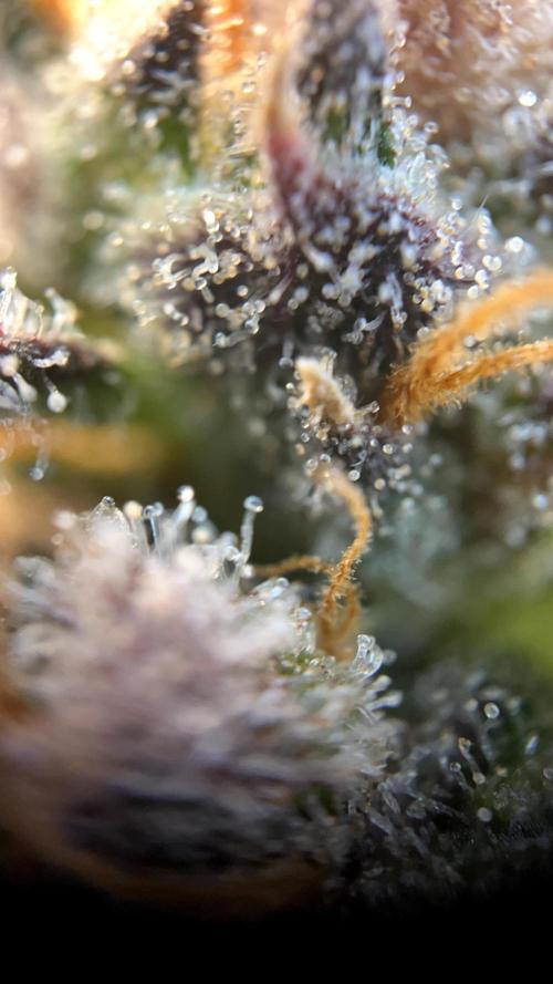 Scarlet Flame by WaffleTerps. Week 14