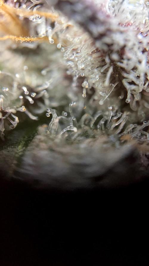 Scarlet Flame by WaffleTerps. Week 14