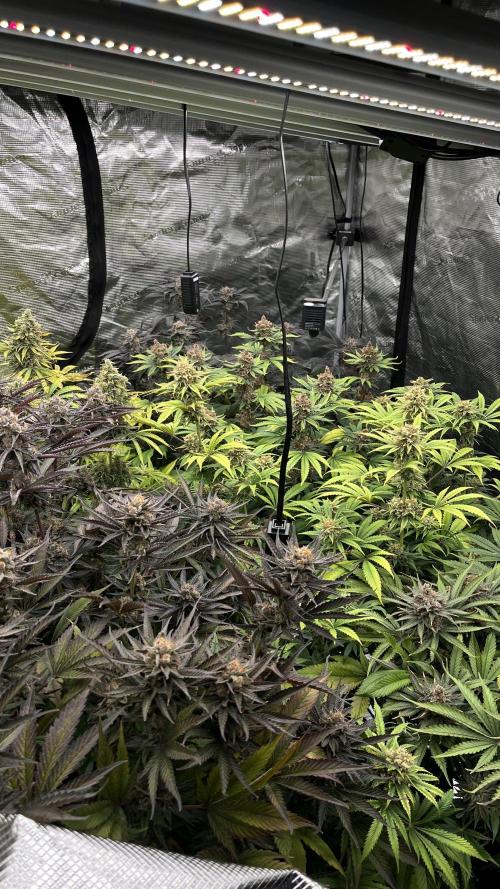 Scarlet Flame by WaffleTerps. Week 14