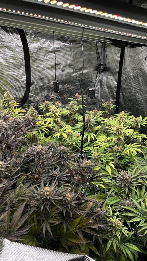 Scarlet Flame by WaffleTerps. Week 14