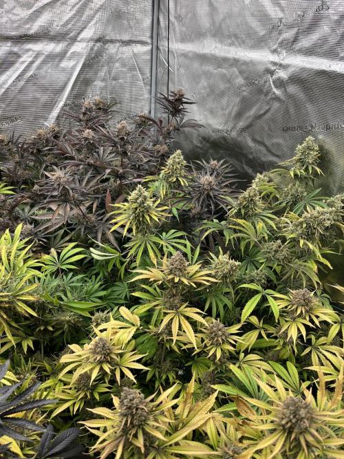 Scarlet Flame by WaffleTerps. Week 15