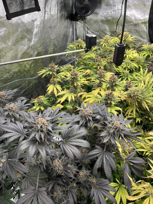 Scarlet Flame by WaffleTerps. Week 15