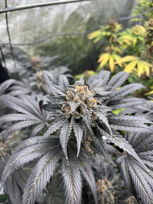 Scarlet Flame by WaffleTerps. Week 15