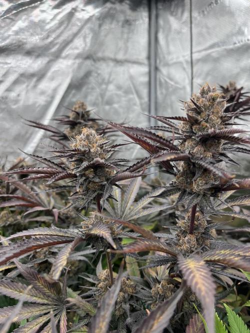 Scarlet Flame by WaffleTerps. Week 15