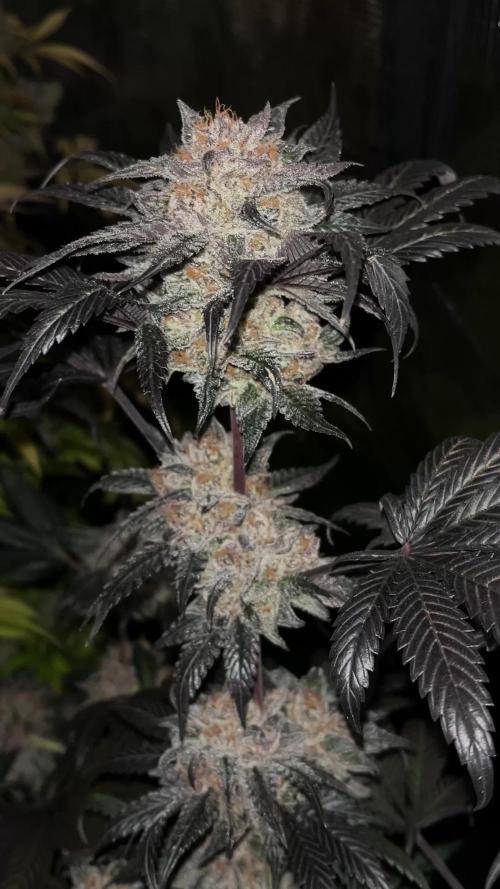 Scarlet Flame by WaffleTerps